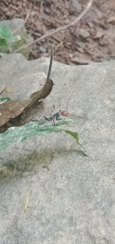 背视图图像 - Khaizuran Abqari