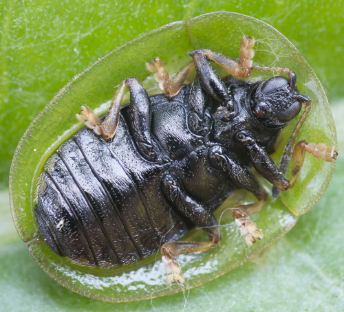 Thistle Tortoise Beetle