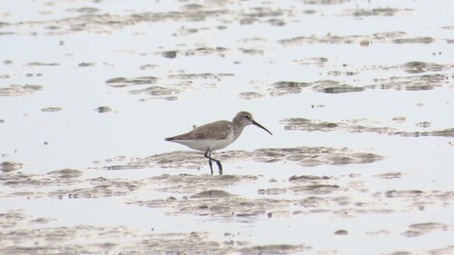 Curlew Sandpiper