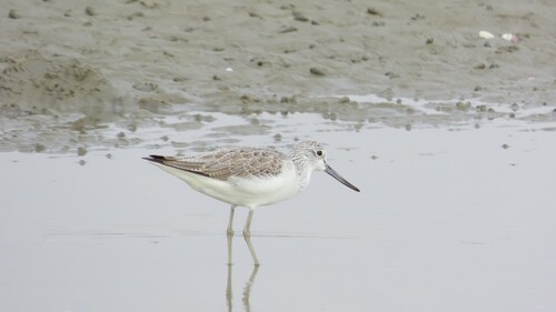Common Greenshank
