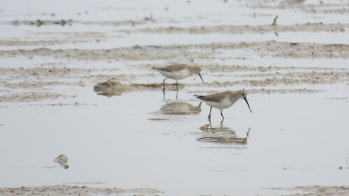 Dunlin