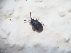 Stygnocoris