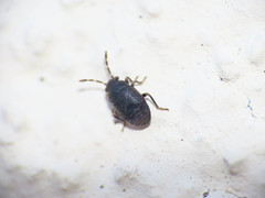 Stygnocoris