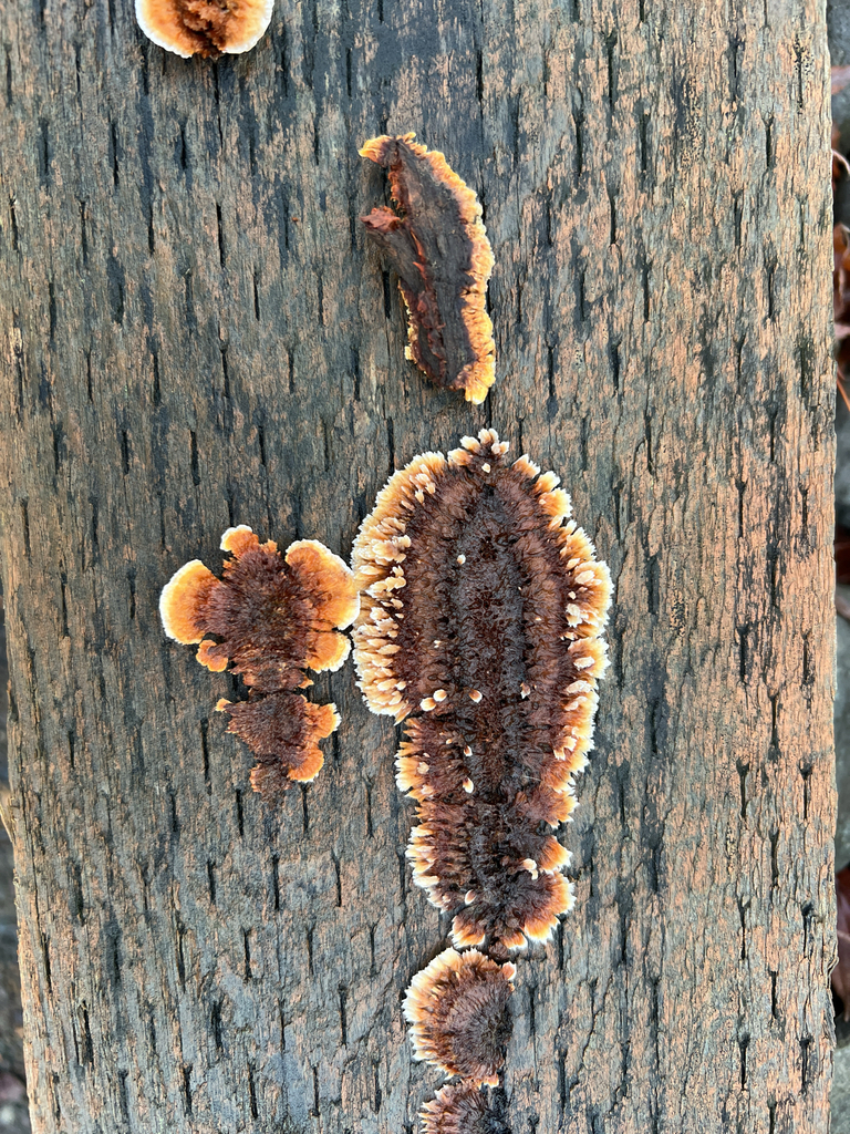 Gloeophyllum sepiarium · December 2025 · photo: © moorebuesing (iNaturalist, cc0)