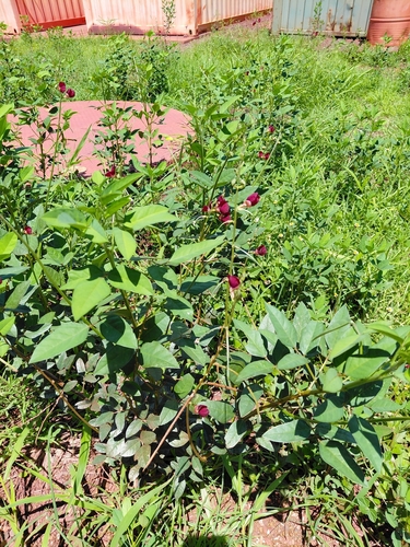 Phasey Bean