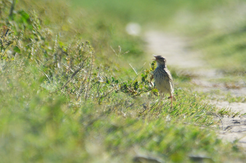 Yellowish Pipit (Anthus chii), photo 7
