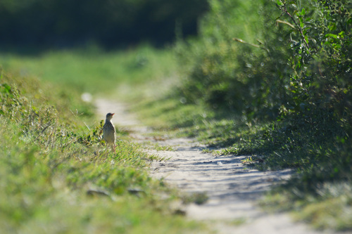 Yellowish Pipit (Anthus chii), photo 6