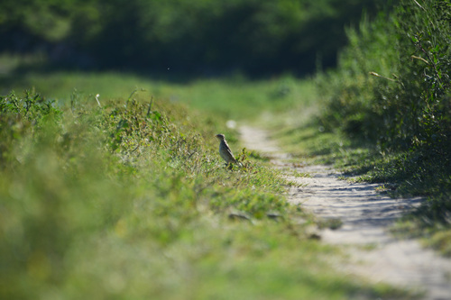 Yellowish Pipit (Anthus chii), photo 9