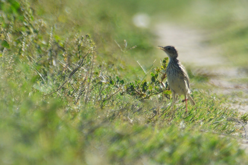 Yellowish Pipit (Anthus chii), photo 8