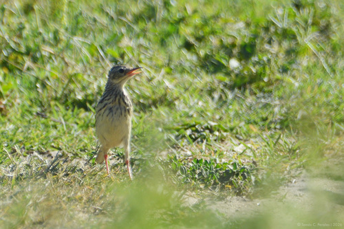 Yellowish Pipit (Anthus chii)