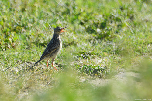 Yellowish Pipit (Anthus chii), photo 2