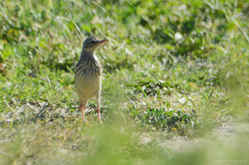 Yellowish Pipit (Anthus chii), photo 5