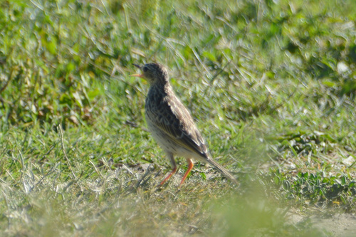 Yellowish Pipit (Anthus chii), photo 10