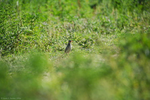 Yellowish Pipit (Anthus chii), photo 4