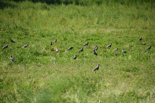 Southern Lapwing (Vanellus chilensis), photo 8
