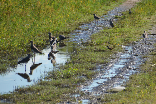 Southern Lapwing (Vanellus chilensis), photo 10
