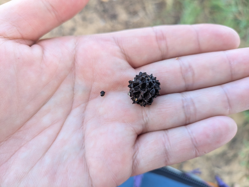 Phi Lao – Casuarina equisetifolia