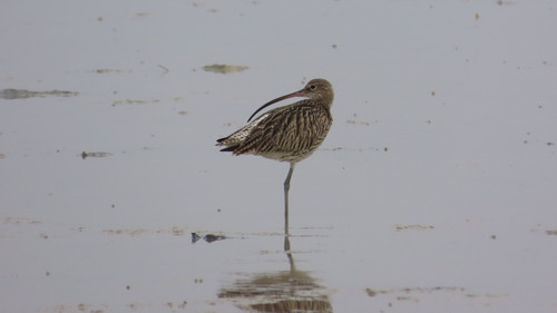 Eurasian Curlew