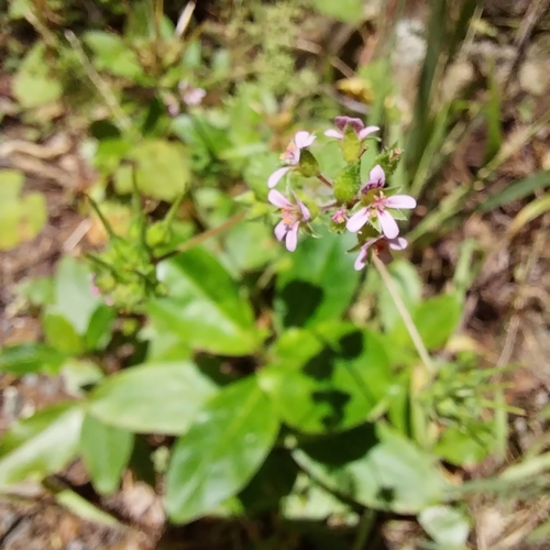 Kopata geranium