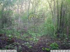 Sylvilagus cunicularius insolitus