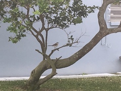 Mimus polyglottos image