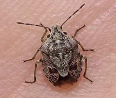 Holcogaster fibulata