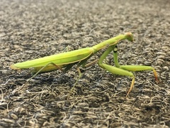 Mantis religiosa
