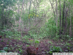 Sylvilagus cunicularius insolitus