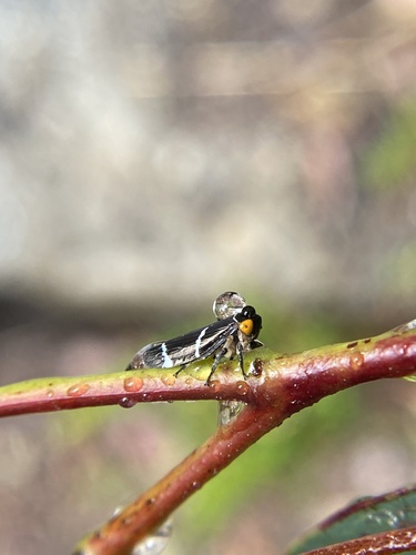 Eurymeloides bicincta observed 2026-01-05