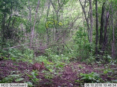 Sylvilagus cunicularius insolitus