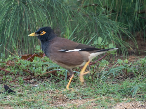 Common Myna (Acridotheres tristis), photo 1