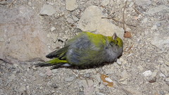 Carduelis citrinella