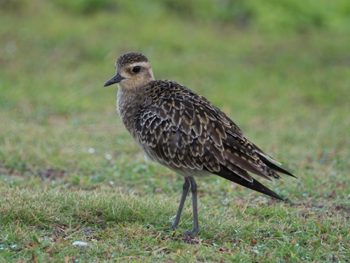Pacific Golden Plover (Pluvialis fulva), photo 4