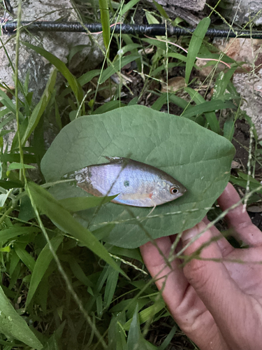 Blue gourami (Trichopodus trichopterus) — Osphronemidae