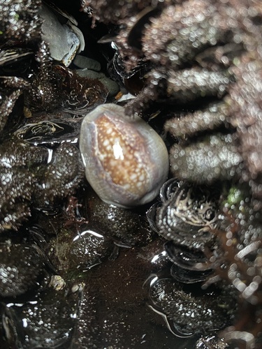 Monetaria caputserpentis observed 2026-01-04