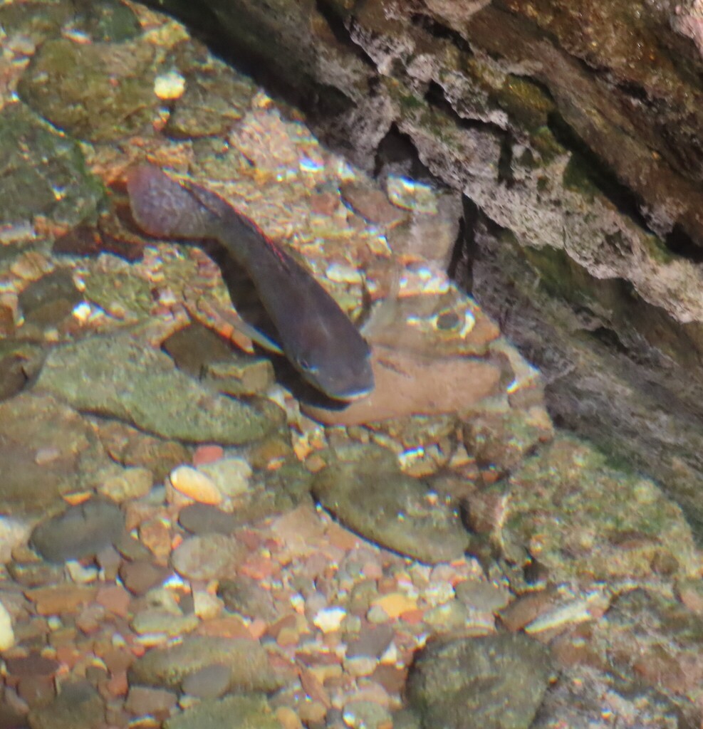 Blue tilapia (Oreochromis aureus) — Cichlidae