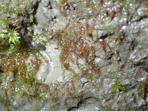 Dicranella rufescens observed 2026-01-04