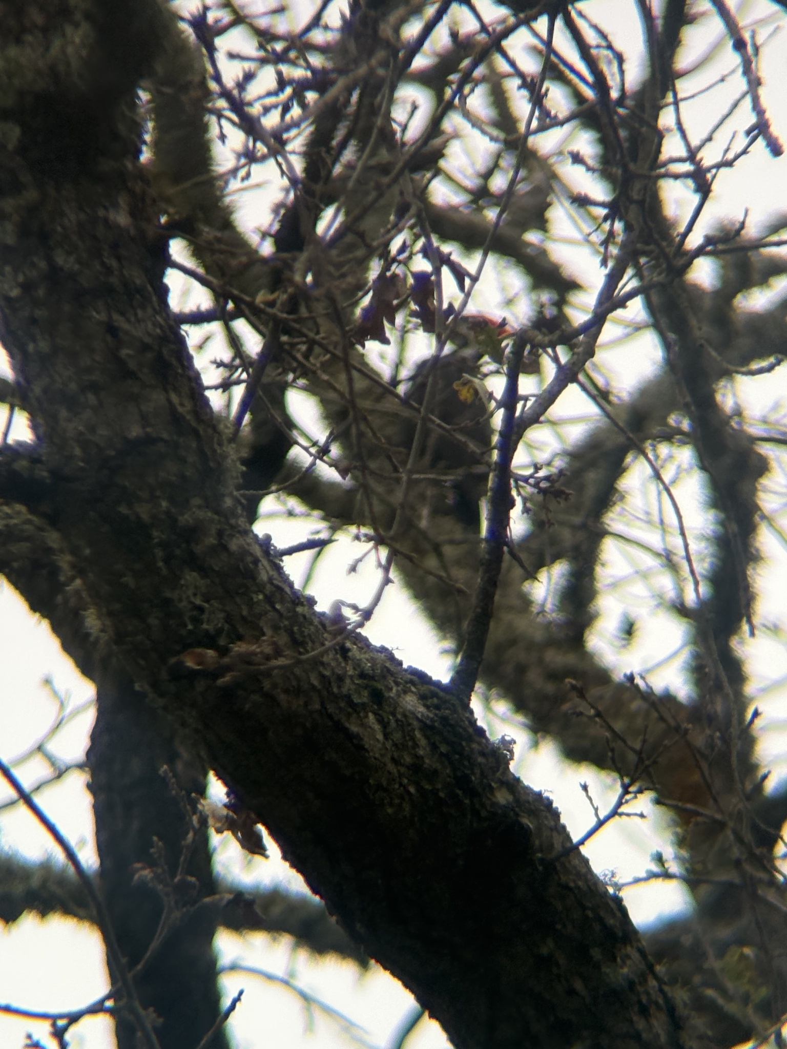 Pileated Woodpecker (Dryocopus pileatus), photo 10