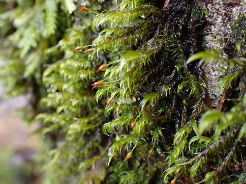Lawton's Rock Moss (Racomitrium lawtonae)
