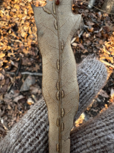 Unknown species found near Beverley Mill Dr, Broad Run, VA, US