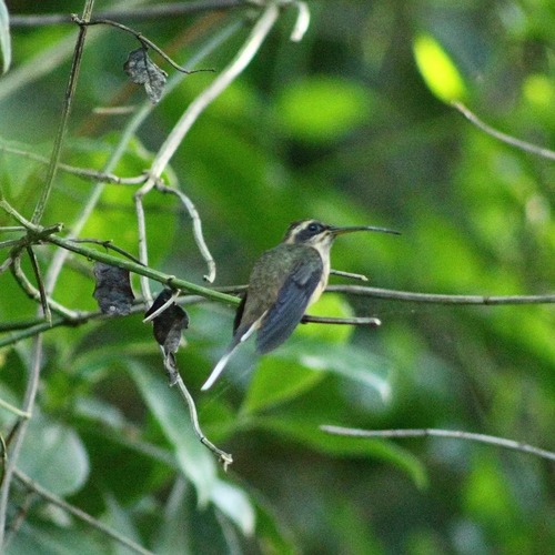 Dusky-throated Hermit (Phaethornis squalidus), photo 2