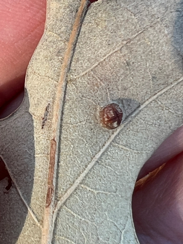 Unknown species found near Bull Run Mountains Natural Area Preserve Trail, Broad Run, VA, US