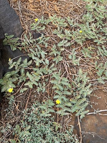 Tribulus cistoides observed 2026-01-04
