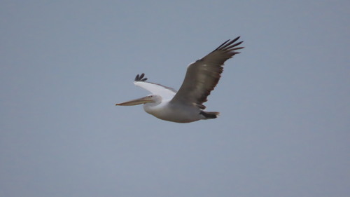 Dalmatian Pelican