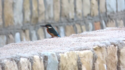 Common Kingfisher