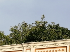 Brachygastra mellifica