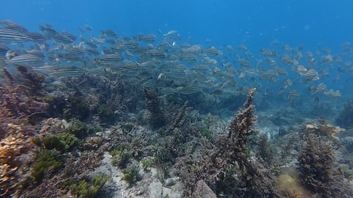 Eastern striped grunter (Helotes sexlineatus) — Terapontidae — 3