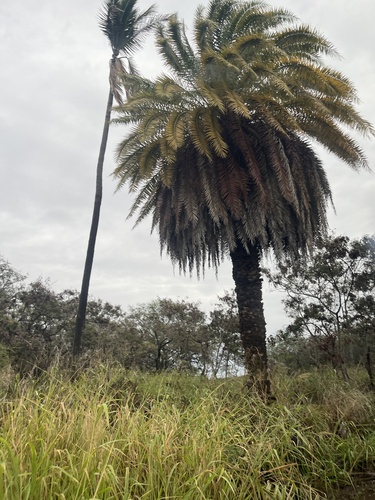Phoenix dactylifera, 2026-01-04