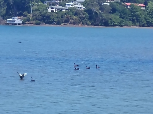 Black Swan (Cygnus atratus), photo 5