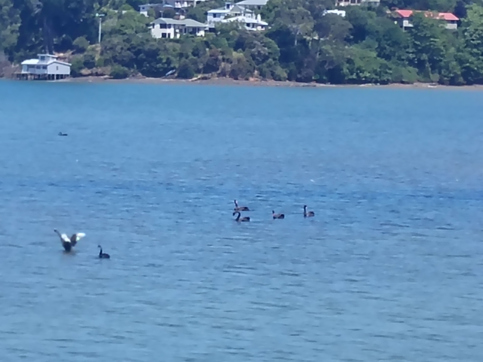 Black Swan (Cygnus atratus), photo 6